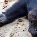106_MApC.5155-Chimpanzee-Chimfunshi-Sanctuary-Zambia