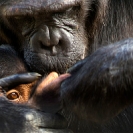 107_MApC.5198-Chimpanzee-&-Infant-Chimfunshi-Sanctuary-Zambia