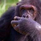 108_MApC.5201-Chimpanzee-Chimfunshi-Sanctuary-Zambia