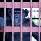 110_MApC.5204-Chimpanzee-Chimfunshi-Sanctuary-Zambia