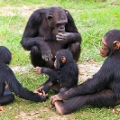 111_MApC.5351-Chimpanzees-with-Infant-Chimfunshi-Sanctuary-Zambia