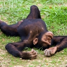 113_MApC.5353-Chimpanzee-Chimfunshi-Sanctuary-Zambia