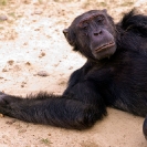 114_MApC.5361-Chimpanzee-Chimfunshi-Sanctuary-Zambia