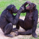 117_MApC.5377-Chimpanzees-grooming-#2-Chimfunshi-Sanctuary-Zambia