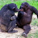 118_MApC.5381-Chimpanzees-grooming-#4-Chimfunshi-Sanctuary-Zambia