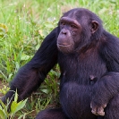 119_MApC.5387-Chimpanzee-Chimfunshi-Sanctuary-Zambia