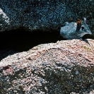 122_MSh.04-African-Eastern-Rock-Elephant-Shrew-Elephantulus-myurus