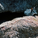 122_MSh.04-African-Eastern-Rock-Elephant-Shrew-Elephantulus-myurus