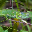 124_RLCh.4999-Flap-necked-Chamaeleon-Chamaeleo-dilepis-N-Zambia