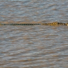 127_RC.0769-Nile-Crocodile-swimming-Crocodylus-niloticus-Luangwa-River-Zambia
