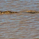 128_RC.0779-Nile-Crocodile-swimming-Luangwa-River