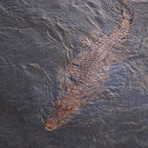 129_RC.6596-Nile-Crocodile-swimming-above-Zambezi