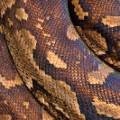 130_RS.9592-African-Python-Coils-&-Skin-Pattern-N-Zambia