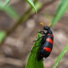 132_IBe.5026-Blister-Beetle-Mylabris-sp-N-Zambia-