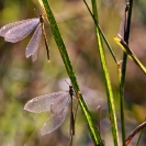 133_ID.1018-Damselfly-S-Zambia-