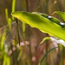 134_ID.1019-Damselfly-S-Zambia-