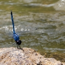 135_ID.3645-Emperor-Dragonfly-Anax-sp.