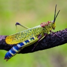 136_IG.4835-Pyrgomorphid-Grasshopper-N-Zambia-