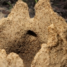 138_IT.4002-Termites-building-mound-Macrotermes-N-Zambia-
