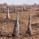 139_IT.8263-Termitaria-Bangweulu-Swamps-N-Zambia