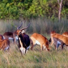 140_MAL_873033-Black-Lechwe-Male+Females