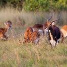 141_MAL_8733-Black-Lechwe-N-Zambia