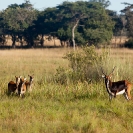 142_MAL_8713-Black-Lechwe-N-Zambia