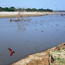 WILDLIFE-Luangwa-No.3-LZmE.328-Carmine-Bee-eater-Colony-Luangwa-River-LR