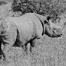 006_MR.BW.043.24-EXTINCT-Luangwa-Valley-Black-Rhino