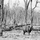 008_MR.BW.044-34A-EXTINCT-Luangwa-Valley-Black-Rhino