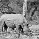 009_MR.BW.049-20A-EXTINCT-Luangwa-Valley-Black-Rhino