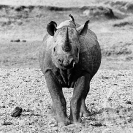 011_MR.BW.082-37V-EXTINCT-Luangwa-Valley-Black-Rhino