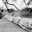 017_Po.BW.082-17-EXTINCT-Black-Rhino-Skulls