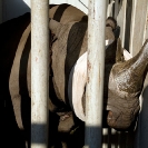 029_Po.2354-Black-Rhino-in-Blindfold-Translocation