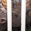 030_Po.2413-Black-Rhino-in-a-Box-Translocation