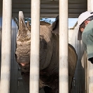 031_Po.2375-Black-Rhino-&-Vet-Translocation