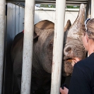 032_Po.2369-Black-Rhino-&-Handler-Translocation