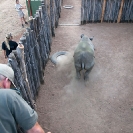 033_Po.2447V-Black-Rhino-Translocation