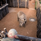 035_Po.2422V-Black-Rhino-Translocation