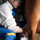 002_PSe.2536V-Inger-Hansson-hand-milking-cow-Sweden