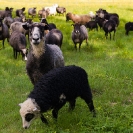 011_AgLSh.2394-Helsingland-Sheep-Sweden