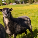 013_AgLSh.2447-Helsingland-Sheep-Sweden