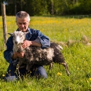 014_PSe.2433-Evert-Larsson-&-his-Helsingland-Sheep-Sweden