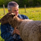 015_PSe.2449-Evert-Larsson-&-his-Helsingland-Sheep-Sweden