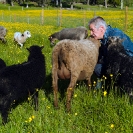 016_PSe.2451-Evert-Larsson-&-his-Helsingland-Sheep-Sweden