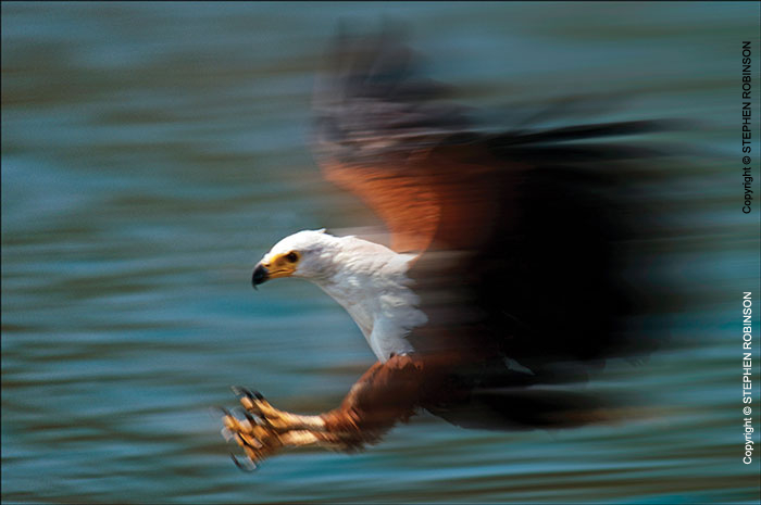 007_Pg2-African-Fish-Eagle