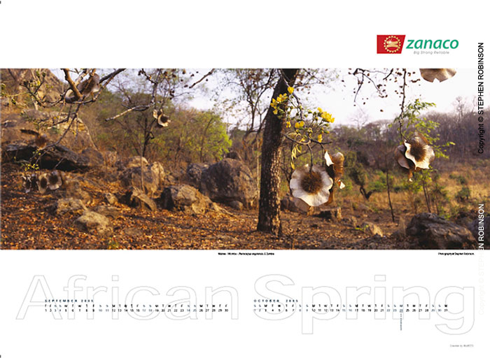 012_African-Spring-Corporate-Wall-Calendar-for-ZNCB-Bank-Pg6