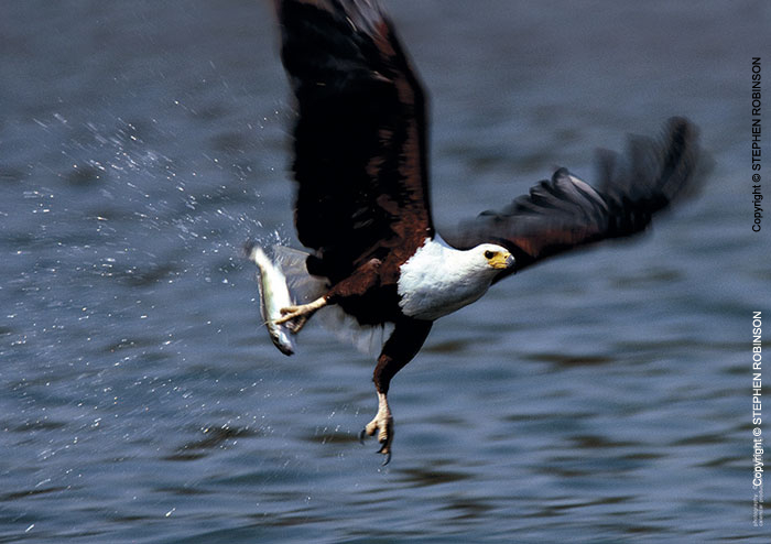 012_Page14-July-B11F.214-African-Fish-Eagle
