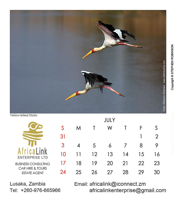 015_Artwork-Pg8-July-Yellow-billed-Storks