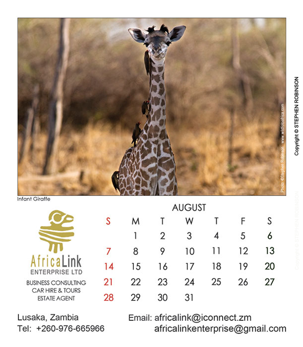 017_Artwork-Pg9-August-Infant-Giraffe